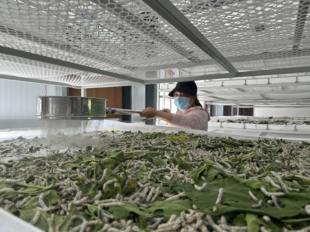 澳门最精准正最精准龙门蚕-精选解释解析落实