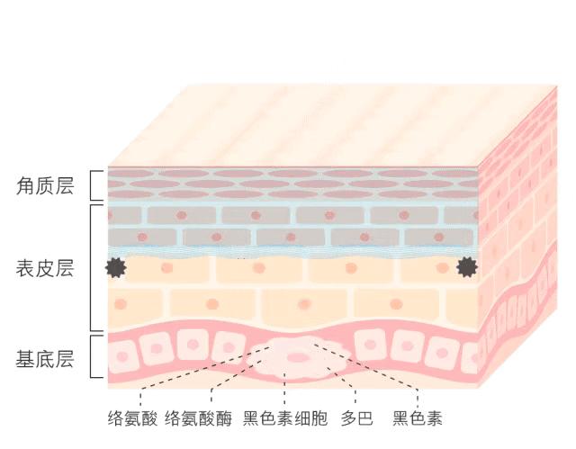 白小姐一码一肖中特1肖,白小姐一码一肖中特一肖，神秘与传奇的解读